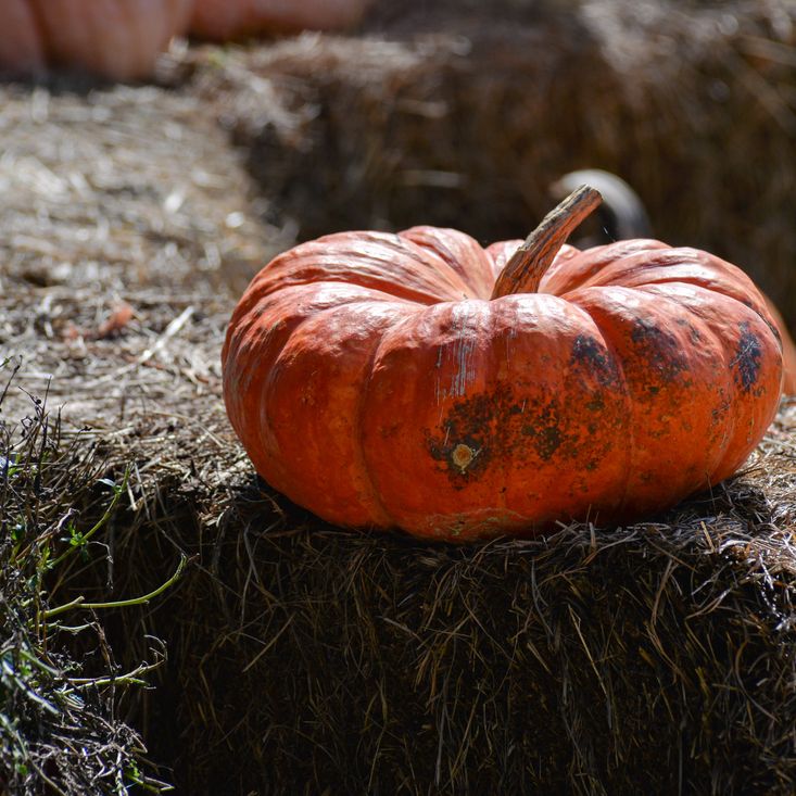 Squash Seeds - Winter - Vining - Hopi Orange - Alliance of Native Seedkeepers - Vegetable Seeds