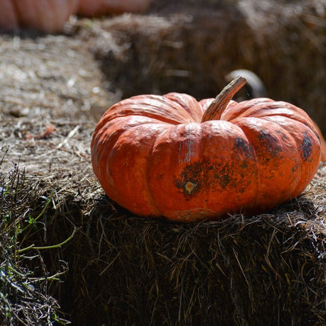 Squash Seeds - Winter - Vining - Hopi Orange - Alliance of Native Seedkeepers - Vegetable Seeds