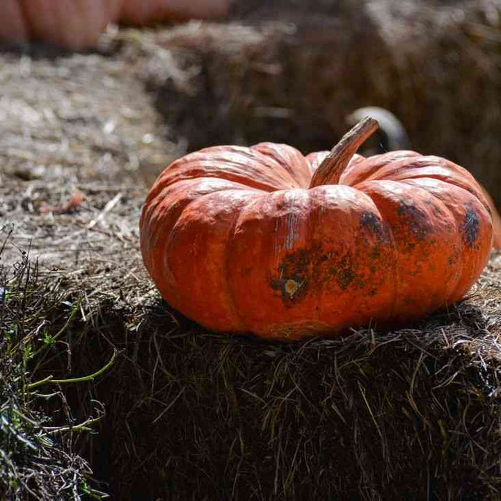 Hopi Orange Squash Seeds