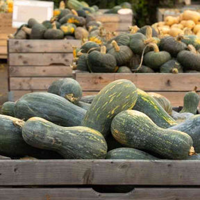 Squash Seeds - Winter - Vining - Lungo de Napoli - Alliance of Native Seedkeepers - Vegetable Seeds