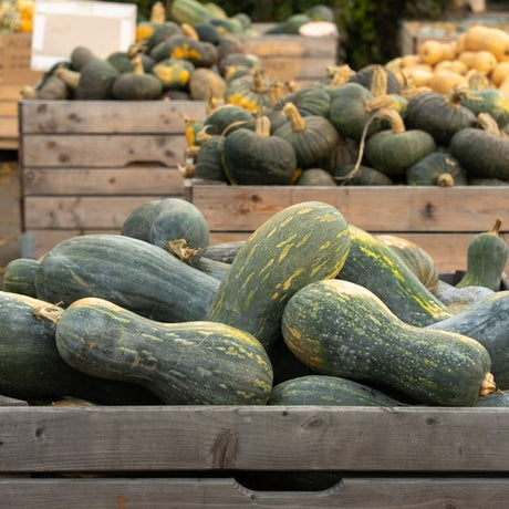 Squash Seeds - Winter - Vining - Lungo de Napoli - Alliance of Native Seedkeepers - Vegetable Seeds