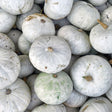 Squash Seeds - Winter - Vining - Sweet Meat - Alliance of Native Seedkeepers - Vegetable Seeds