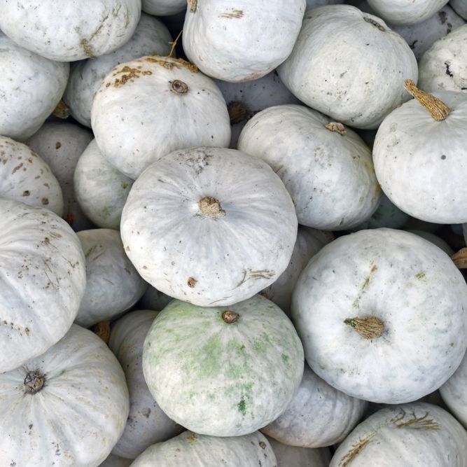 Squash Seeds - Winter - Vining - Sweet Meat - Alliance of Native Seedkeepers - Vegetable Seeds