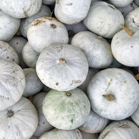 Squash Seeds - Winter - Vining - Sweet Meat - Alliance of Native Seedkeepers - Vegetable Seeds