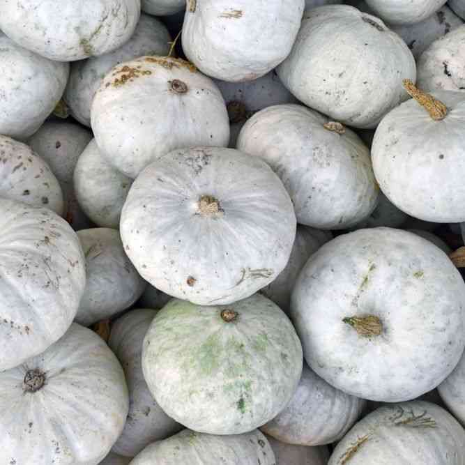 Sweet Meat Squash Seeds