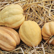 Squash Seeds - Winter - Vining - Thelma Sanders - Alliance of Native Seedkeepers - Vegetable Seeds