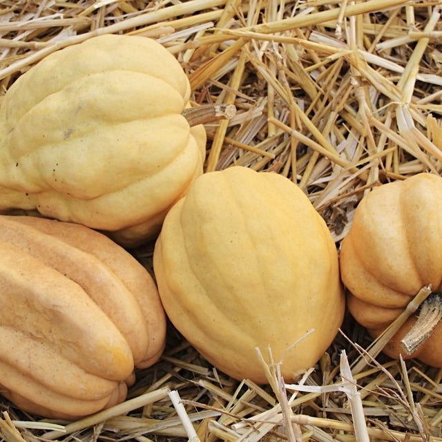 Squash Seeds - Winter - Vining - Thelma Sanders - Alliance of Native Seedkeepers - Vegetable Seeds