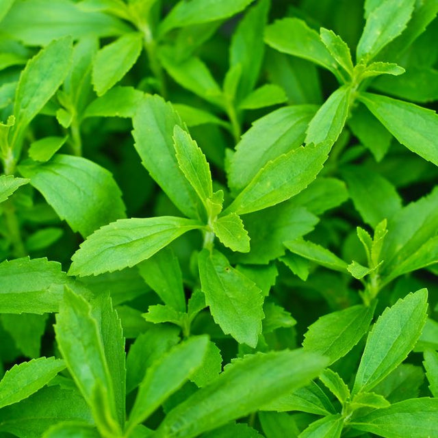 Stevia Seeds - Sweet - Alliance of Native Seedkeepers - Herb Seeds