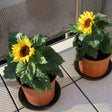 Sunflower Seeds - Balcony Beauty - Alliance of Native Seedkeepers - Flower Seeds