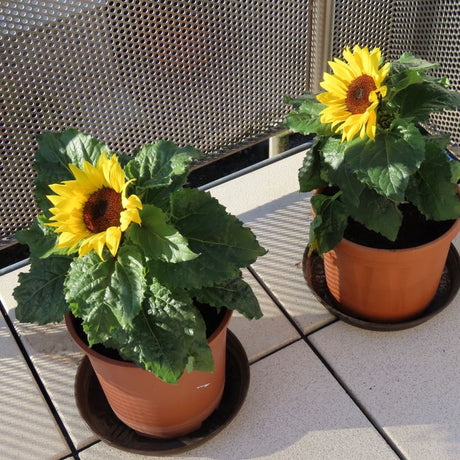 Sunflower Seeds - Balcony Beauty - Alliance of Native Seedkeepers - Flower Seeds