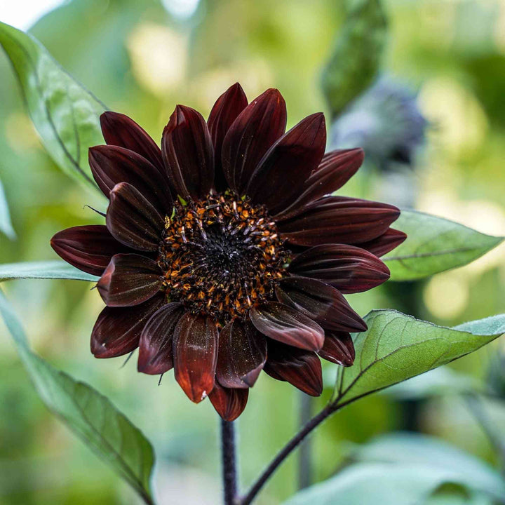 Chocolate Cherry Sunflower Seeds