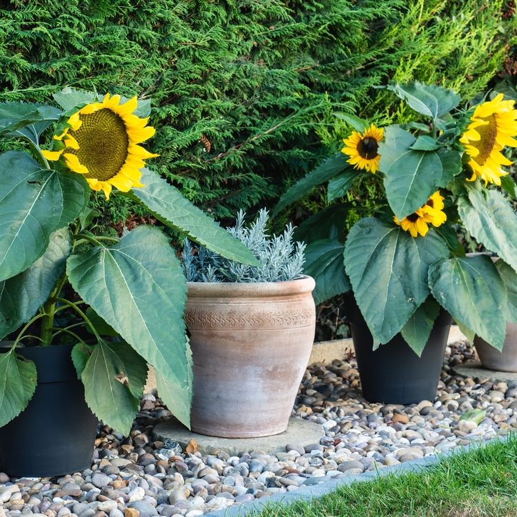 Sunflower Seeds - Dwarf Sunspot - Alliance of Native Seedkeepers - Flower Seeds