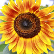 Sunflower Seeds - Evening Sun - Alliance of Native Seedkeepers - Flower Seeds