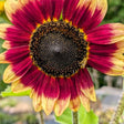 Sunflower Seeds - Florenza - Alliance of Native Seedkeepers - Flower Seeds