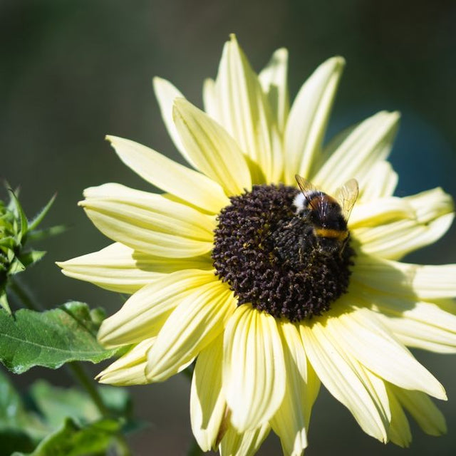 Sunflower Seeds - Italian White - Alliance of Native Seedkeepers - Flower Seeds