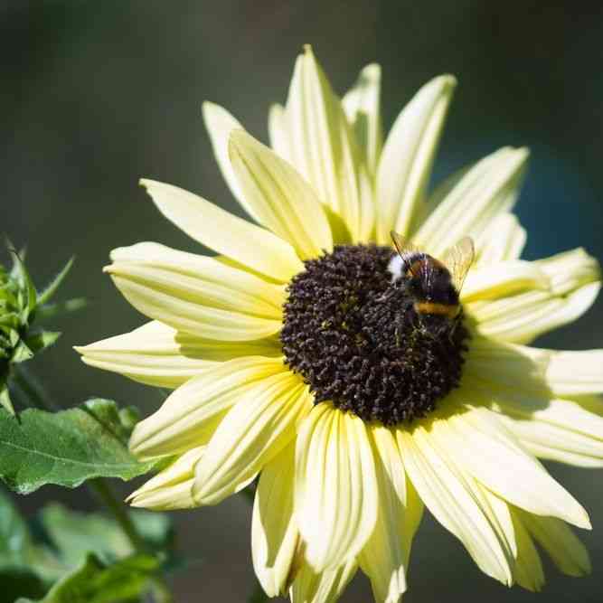 Italian White Sunflower