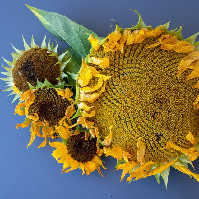 Sunflower Seeds - Mammoth Grey Stripe - Alliance of Native Seedkeepers - Flower Seeds