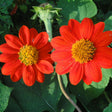 Sunflower Seeds - Mexican Red Torch - Alliance of Native Seedkeepers - Flower Seeds