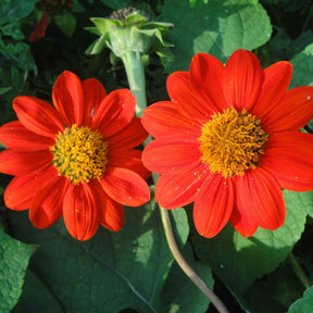 Orange Red Sunflower Seeds - Mexican Red Torch Alliance Of Native Seedkeepers Flower Seeds