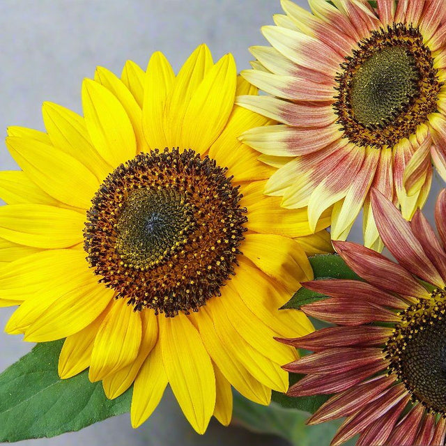 Sunflower Seeds - Mixed Sunflowers - Alliance of Native Seedkeepers - Flower Seeds