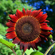 Sunflower Seeds - Red Sun - Alliance of Native Seedkeepers - Flower Seeds