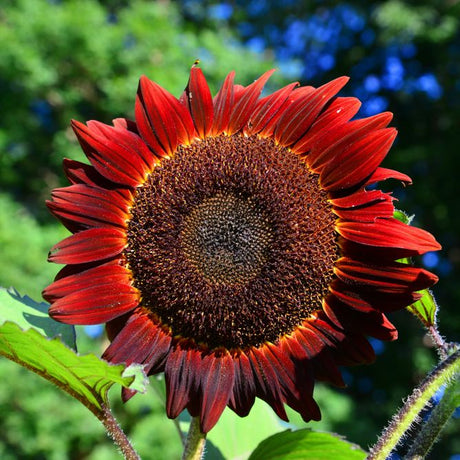 Sunflower Seeds - Red Sun - Alliance of Native Seedkeepers - Flower Seeds