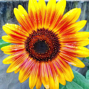 Sunflower Seeds - Ring of Fire - Alliance of Native Seedkeepers - Flower Seeds