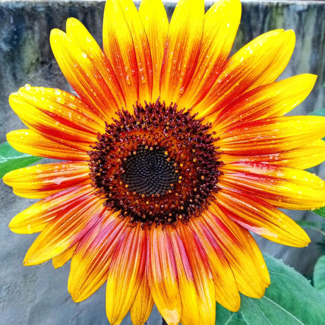 Dark Slate Gray Sunflower Seeds - Ring of Fire Alliance Of Native Seedkeepers Flower Seeds