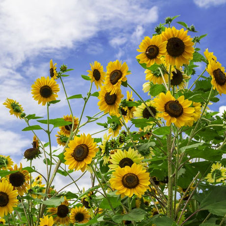 Sunflower Seeds - Skyscraper - Alliance of Native Seedkeepers - Flower Seeds