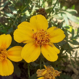 Tarragon Seeds - Sweet Mace - Mexican Mint Marigold - Alliance of Native Seedkeepers - Herb Seeds