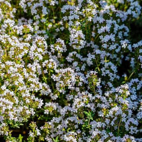 Thyme Seeds - Orange - Alliance of Native Seedkeepers - Herb