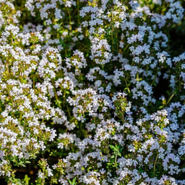 Thyme Seeds - Orange - Alliance of Native Seedkeepers - Herb