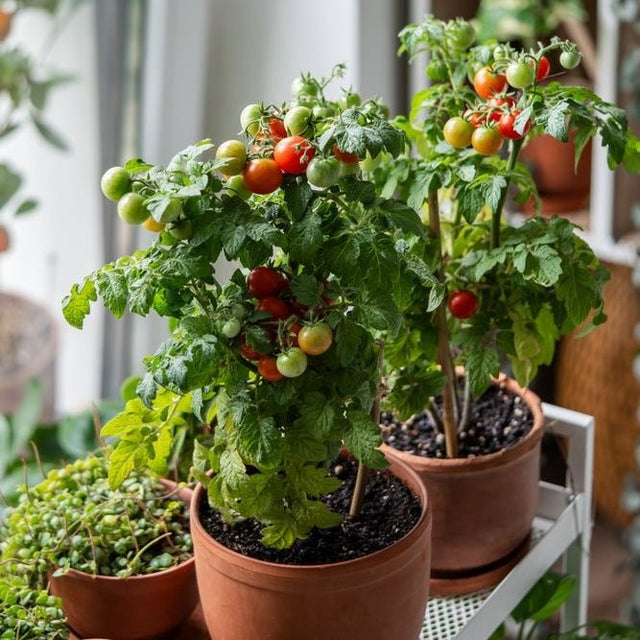 Tomato Seeds - Determinate - Geranium Kiss (Dwarf) - Alliance of Native Seedkeepers - Vegetable Seeds