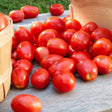 Tomato Seeds - Determinate - Roma VF - Alliance of Native Seedkeepers - Vegetable Seeds