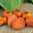 Tomato Seeds - Indeterminate - Amana Orange Beefsteak - Alliance of Native Seedkeepers - Vegetable Seeds