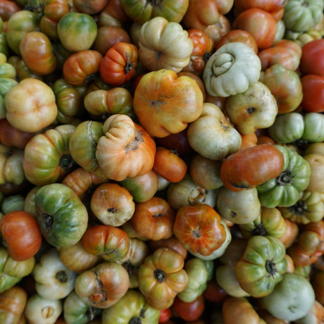 Tomato Seeds - Indeterminate - Ananas Noire Or Black Pineapple Beefsteak - Alliance of Native Seedkeepers - Vegetable Seeds