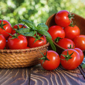 Tomato Seeds - Indeterminate - Arkansas Traveler Slicing - Alliance of Native Seedkeepers - Vegetable Seeds