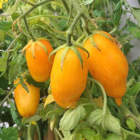 Tomato Seeds - Indeterminate - Banana Legs Cherry - Alliance of Native Seedkeepers - Vegetable Seeds