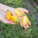 Tomato Seeds - Indeterminate - Banana Legs Cherry - Alliance of Native Seedkeepers - Vegetable Seeds