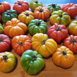 Tomato Seeds - Indeterminate - Beefsteak Rainbow Blend - Alliance of Native Seedkeepers - Vegetable Seeds