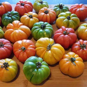 Tomato Seeds - Indeterminate - Beefsteak Rainbow Blend - Alliance of Native Seedkeepers - Vegetable Seeds