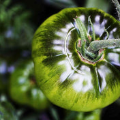 Tomato Seeds - Indeterminate - Black From Tula Beefsteak - Alliance of Native Seedkeepers - Vegetable Seeds