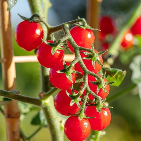 Tomato Seeds - Indeterminate - Chadwick Cherry - Alliance of Native Seedkeepers - Vegetable Seeds