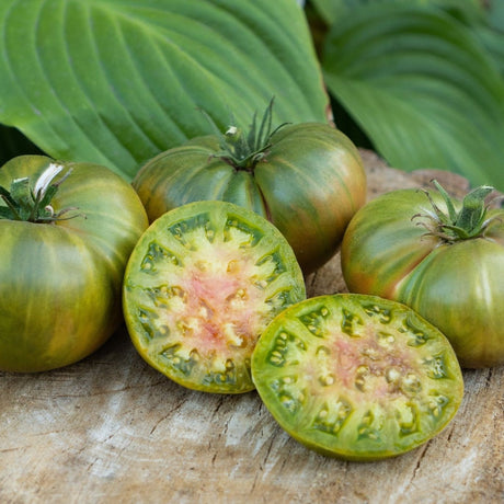 Tomato Seeds - Indeterminate - Cherokee Green Beefsteak - Alliance of Native Seedkeepers - Vegetable Seeds