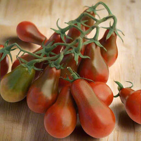 Tomato Seeds - Indeterminate - Chocolate Pear Cherry - Alliance of Native Seedkeepers - Vegetable Seeds