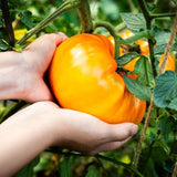 Tomato Seeds - Indeterminate - Classic Pineapple - Alliance of Native Seedkeepers - Vegetable Seeds