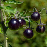 Tomato Seeds - Indeterminate - Dancing With Smurfs Cherry - Alliance of Native Seedkeepers - Vegetable Seeds