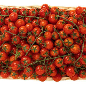 Tomato Seeds - Indeterminate - Fox Cherry - Alliance of Native Seedkeepers - Vegetable Seeds