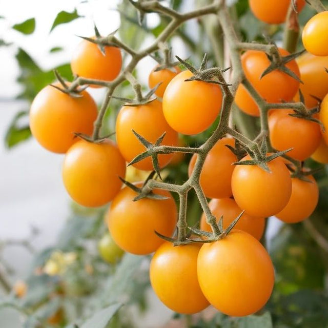 Tomato Seeds - Indeterminate - Gold Nugget Cherry - Alliance of Native Seedkeepers - Vegetable Seeds