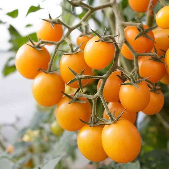 Gold Nugget Cherry Tomato Seeds